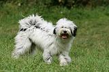 TERRIER DU TIBET 275